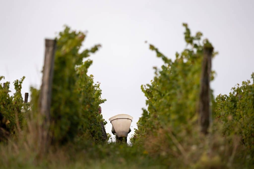 Vendanges dans les vignes